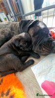 Cane Corso dogs - Advert 16