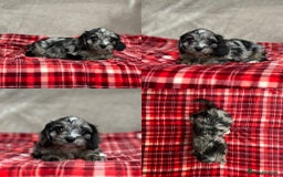Cavapoo dogs for sale: STUNNING CAVAPOO PUPPIES READY NOW - Image 11
