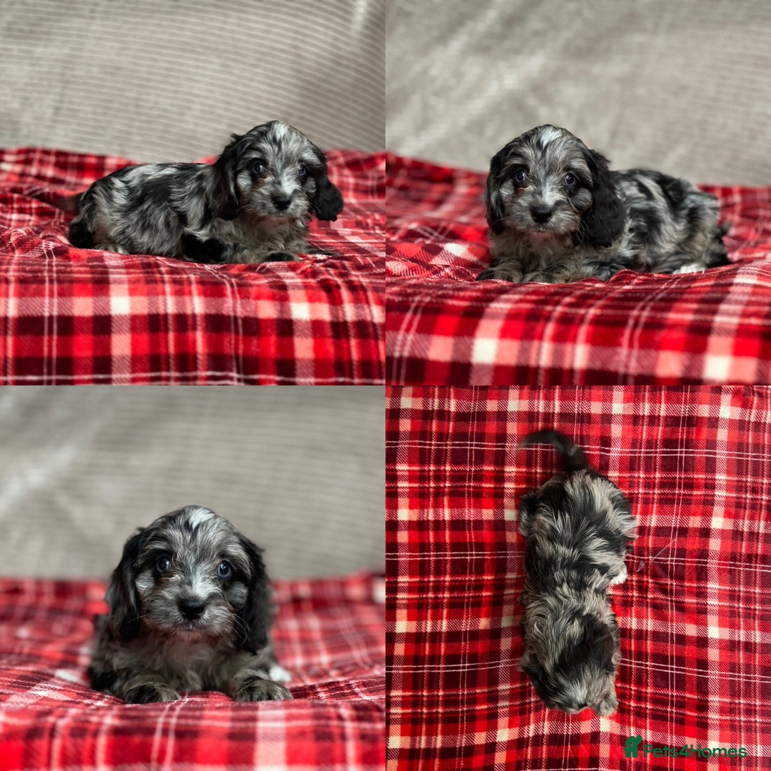 Cavapoo dogs for sale: STUNNING CAVAPOO PUPPIES READY NOW - Image 11