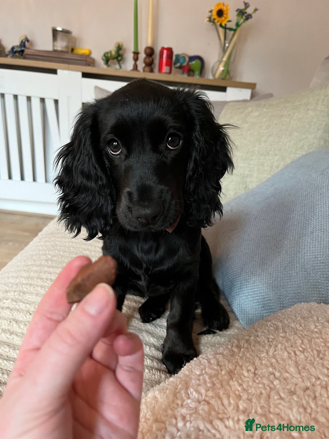 Cocker Spaniel dogs for sale: Shy girl needs quieter home - Advert 3