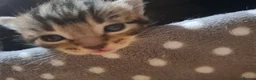 Mixed Breed cats for sale: Four adorable kitten - one boy and three girls - Advert 13