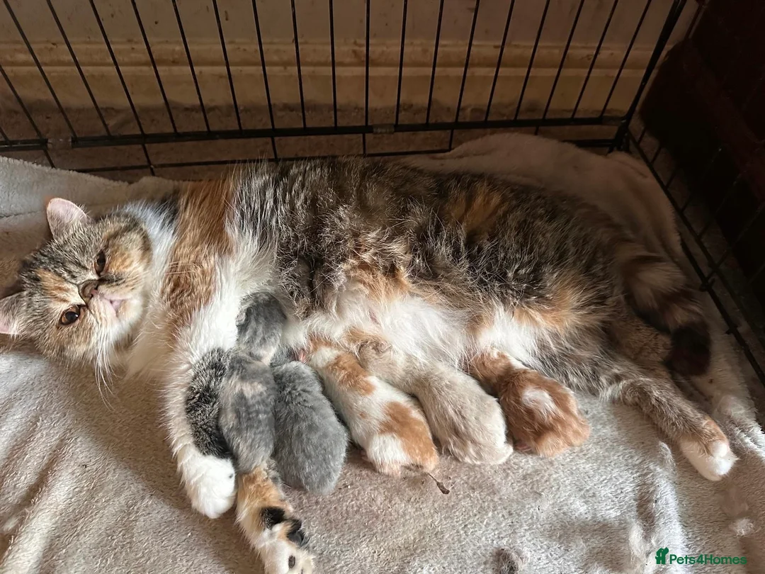 Exotic cats for sale: LAST GCCF ACTIVE SUPERIOR QUALITY EXOTIC FEMALE  - Advert 3