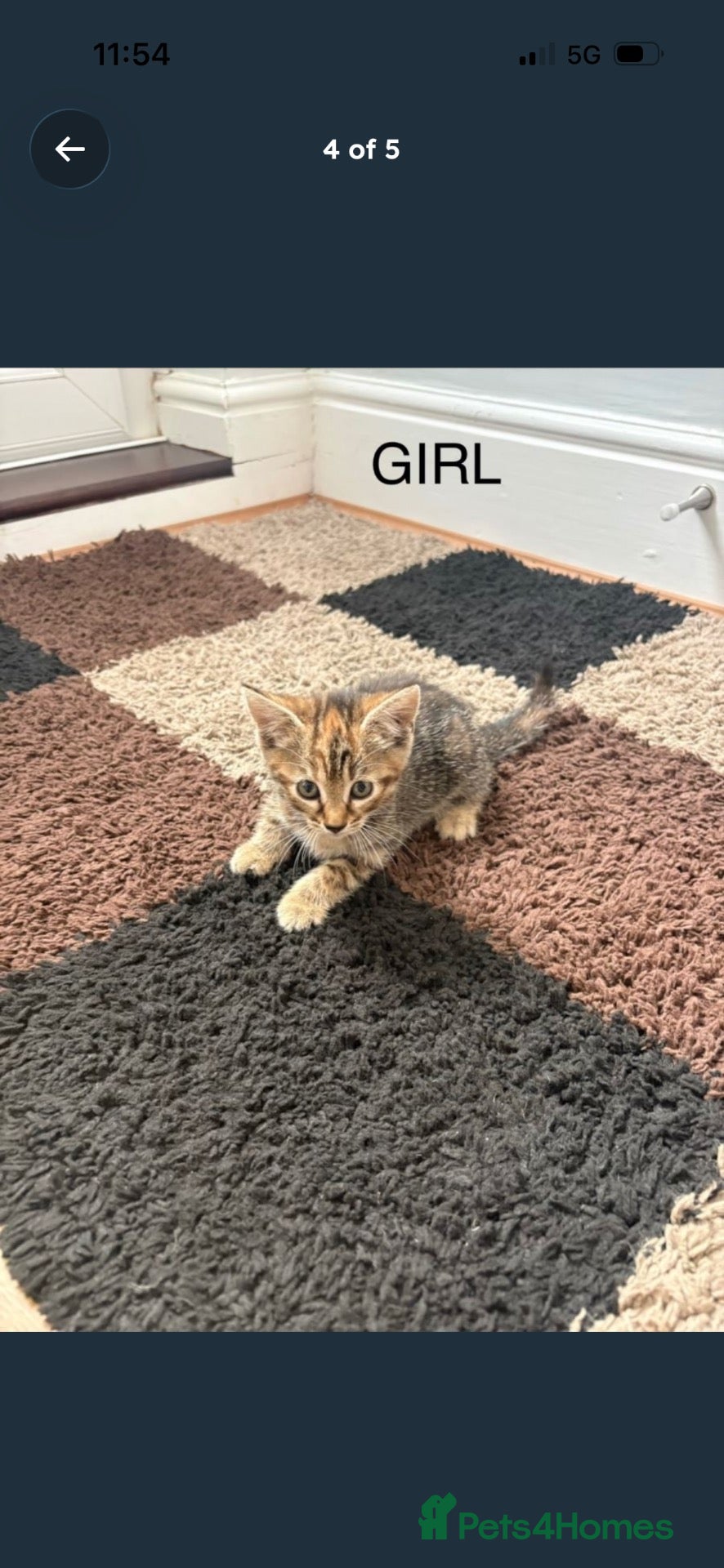 Mixed Breed cats Gorgeous kittens - Advert 4