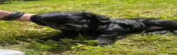 Cocker Spaniel dogs for sale: KC Registered Cocker Spaniel Puppies  - Advert 12