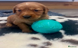 Golden Retriever dogs for sale: Fully health tested kennel club registered puppies - Image 13