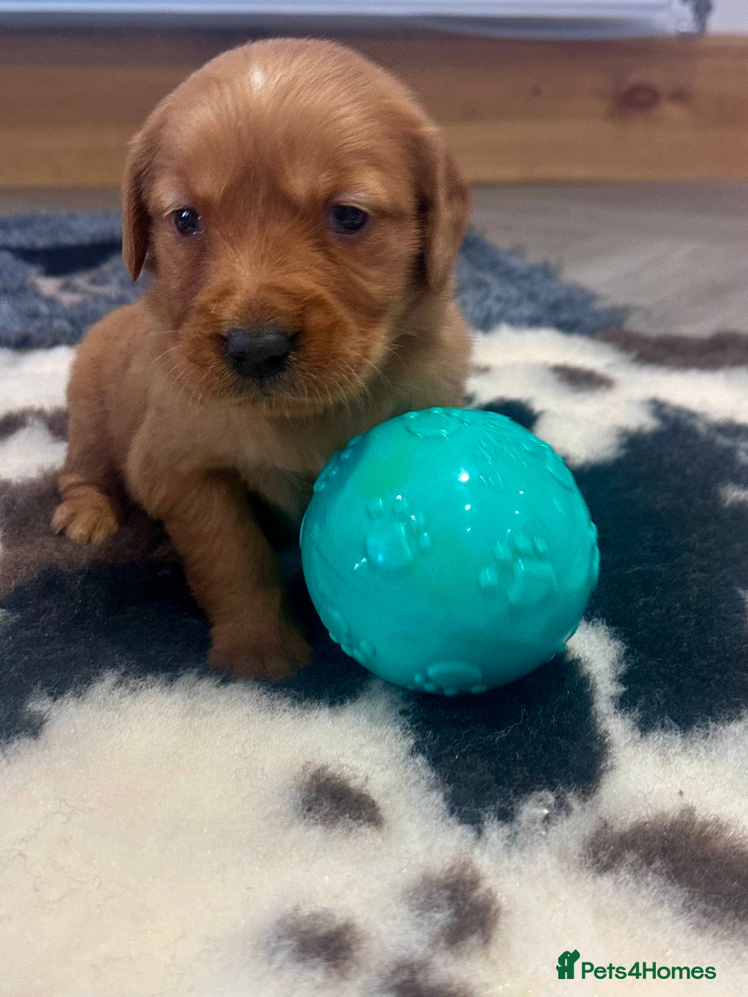 Golden Retriever dogs for sale: Fully health tested kennel club registered puppies - Image 13