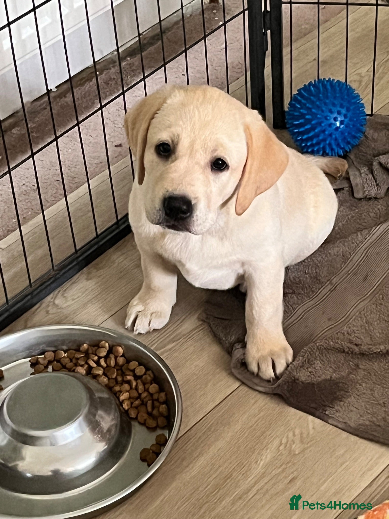 Labrador Retriever dogs KC Registered Yellow Labrador Puppies for sale   - Advert 1