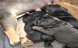 English Bulldog dogs for sale: KC Reg Champion Bloodlines 1 Girl Left £ 2800 - Image 39