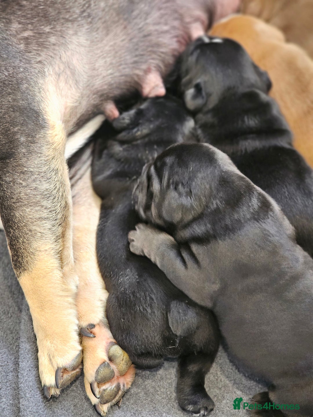 English Bulldog dogs for sale: KC Reg Champion Bloodlines 1 Girl Left £ 2800 - Image 39