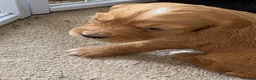 Cocker Spaniel dogs for sale: Beautiful working Cocker Spaniel puppies  in Royston - Advert 30