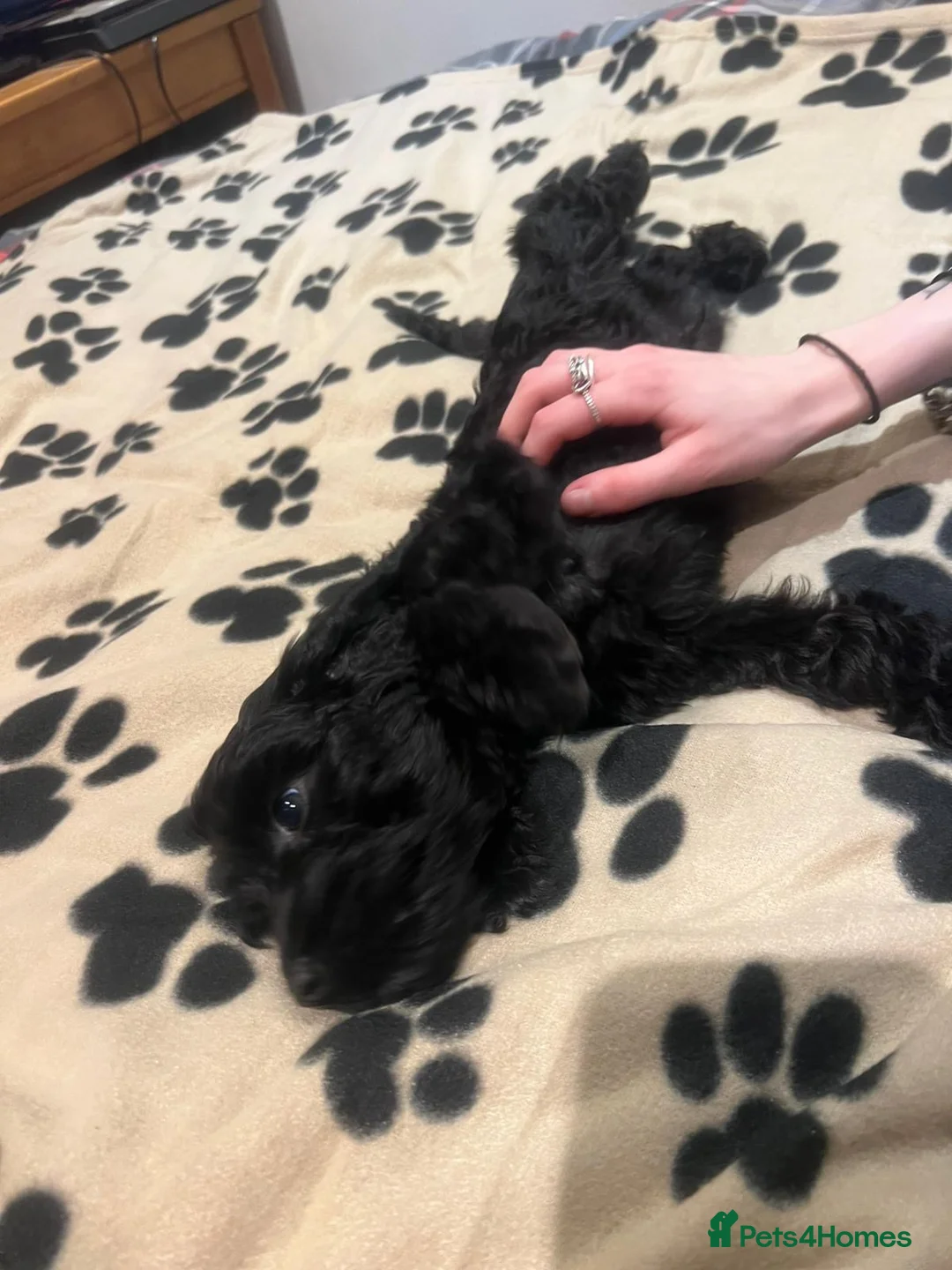 Cockapoo dogs for sale: Cocker spaniel/ cocapoo  - Advert 6