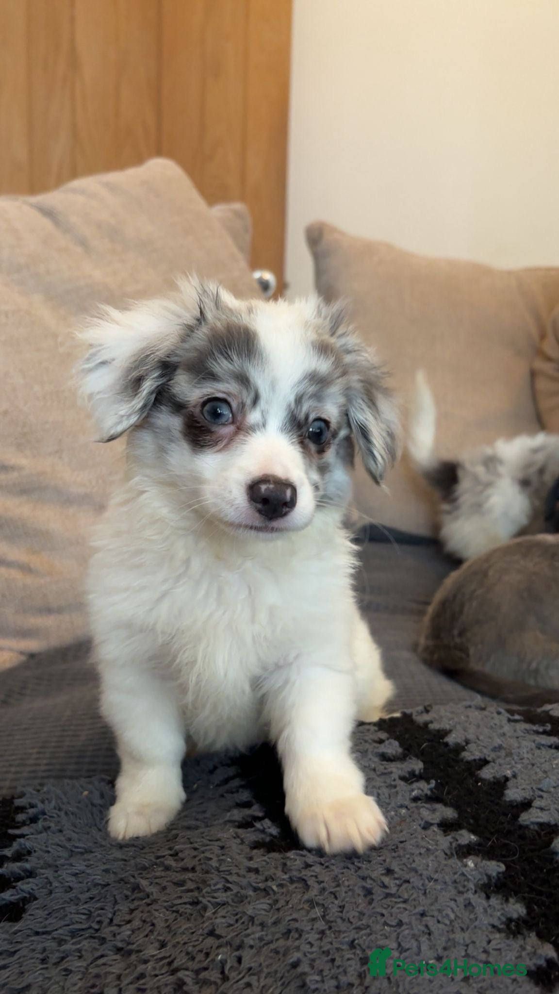 Chiweenie dogs Adorable Chewini puppies ready for a forever home  - Advert 9