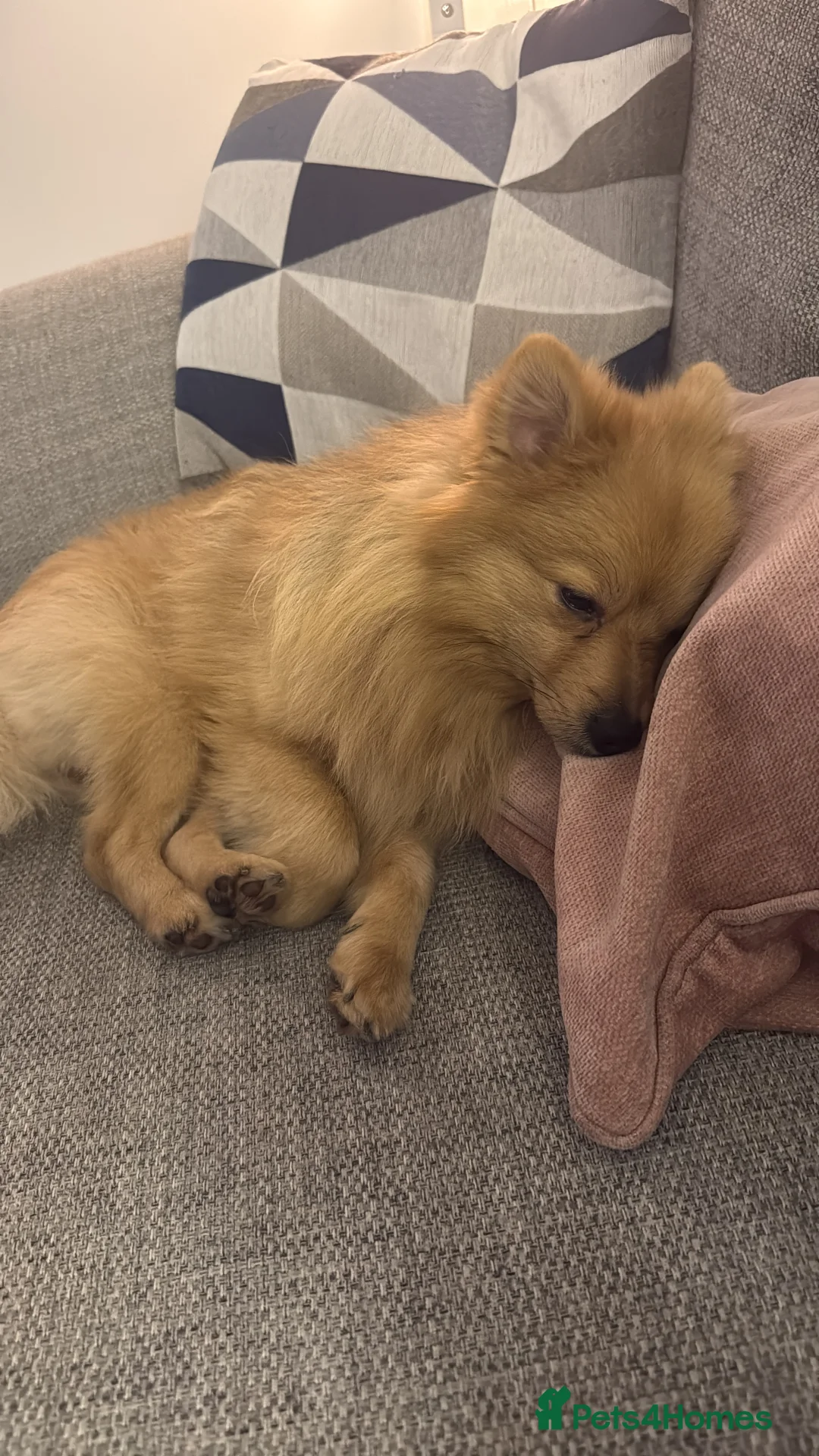 Pomeranian dogs for sale: Pomeranian for sale - Advert 2