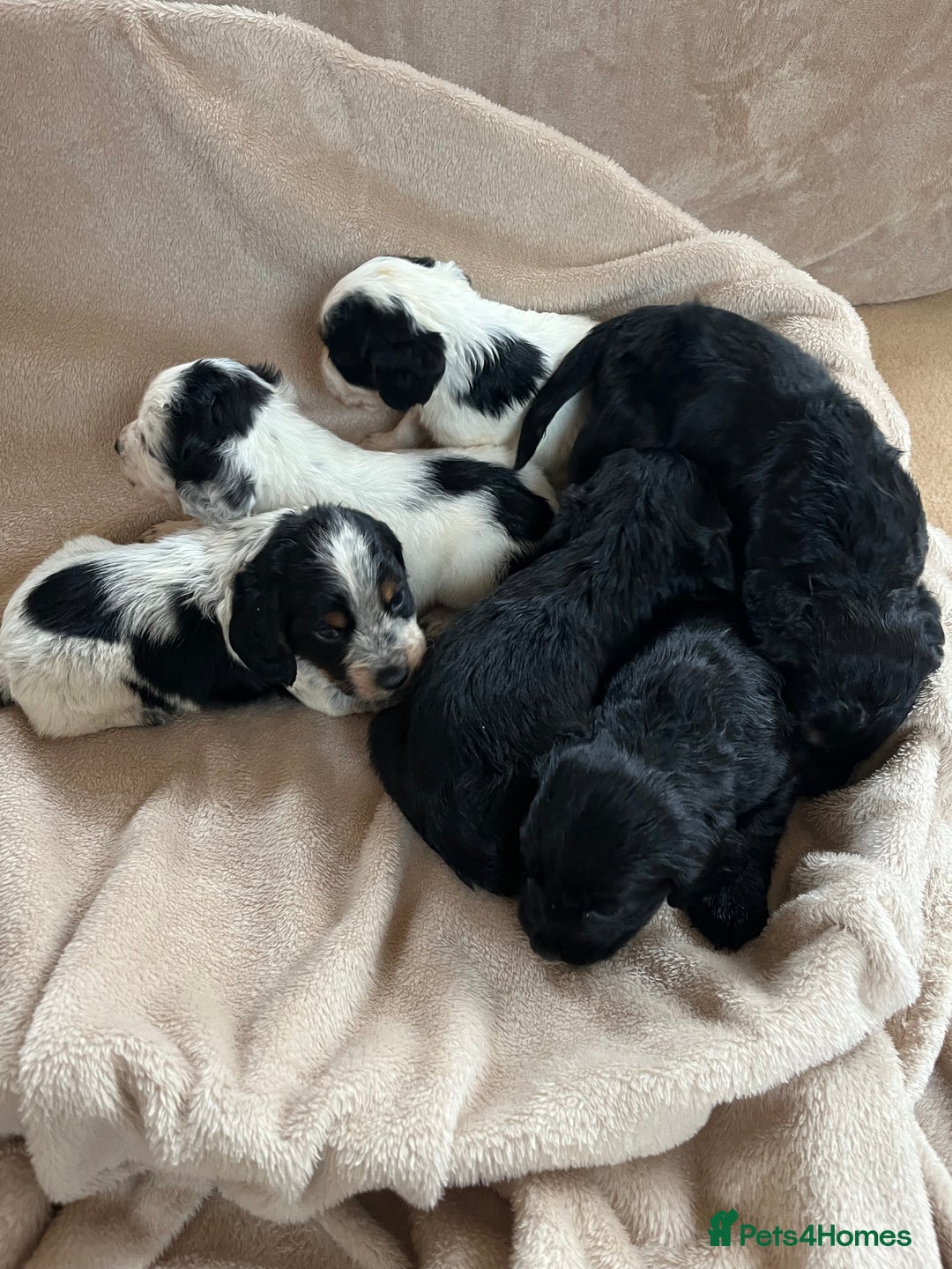 Cocker Spaniel dogs for sale: Cocker spaniel puppies for sale 🤩🐶 - Image 17