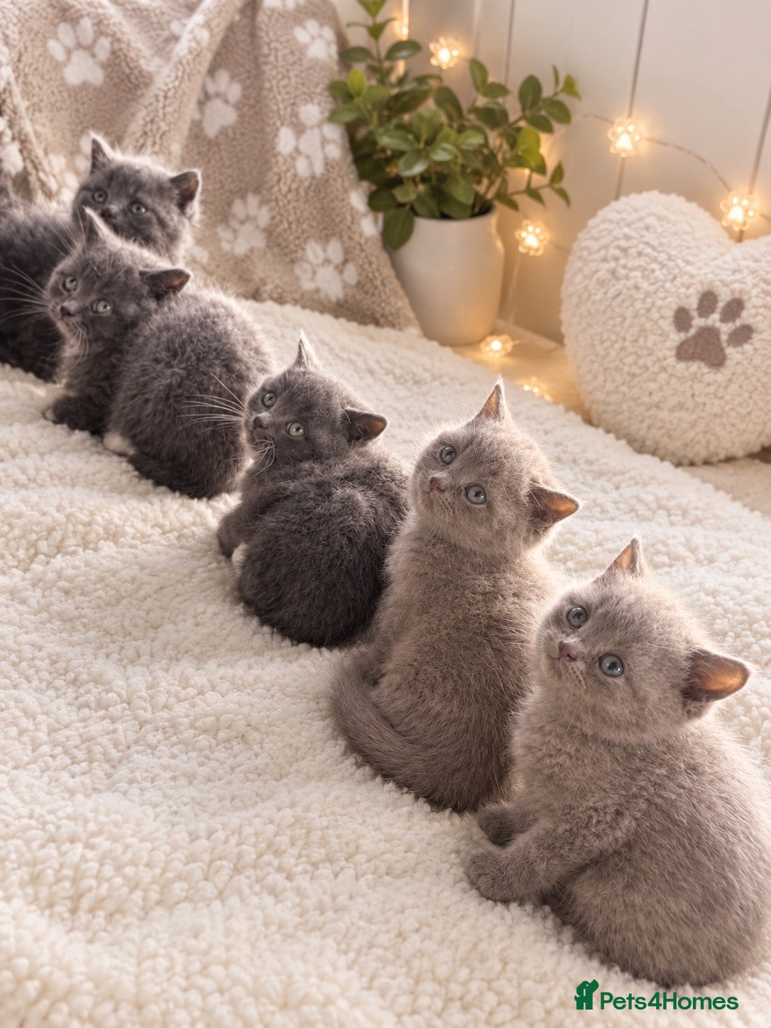 British Shorthair cats British shorthair kittens. - Advert 7