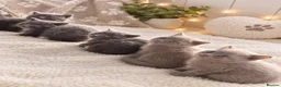 British Shorthair cats for sale: British shorthair kittens. - Advert 1