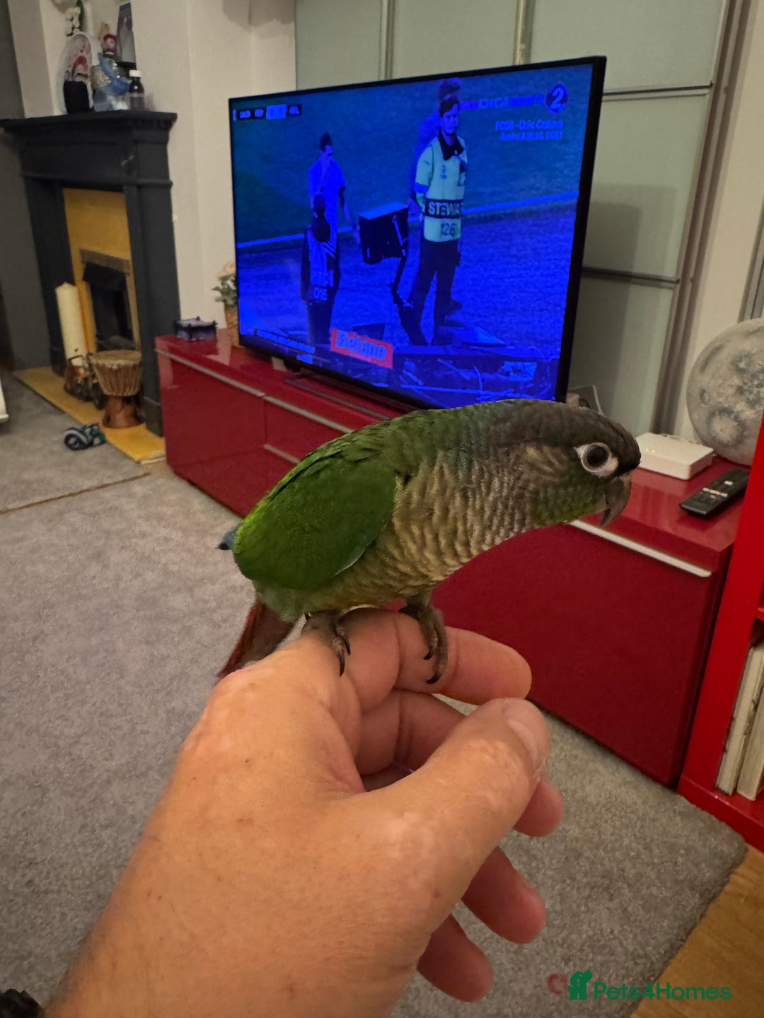 Conures birds for sale: 3 tamed beautiful baby conures - £250 each - Image 3
