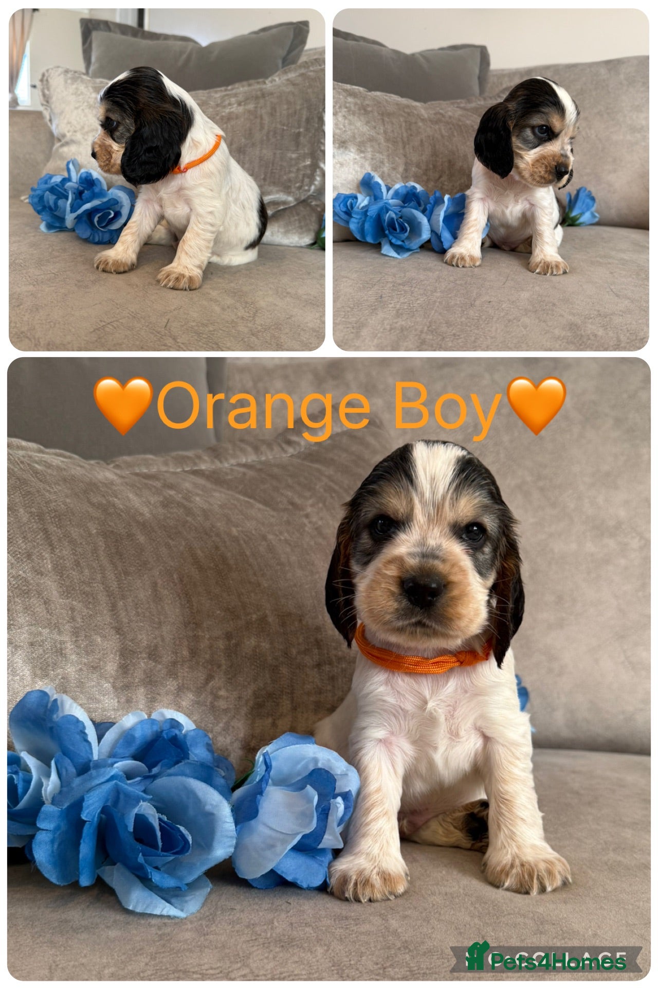 Cocker Spaniel dogs KC Registered Show Type Cocker Spaniel Puppies - Advert 2