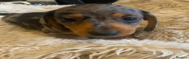 Miniature Dachshund 2