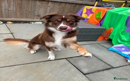 Borador dogs for sale: Labrador collie for sale  - Image 1