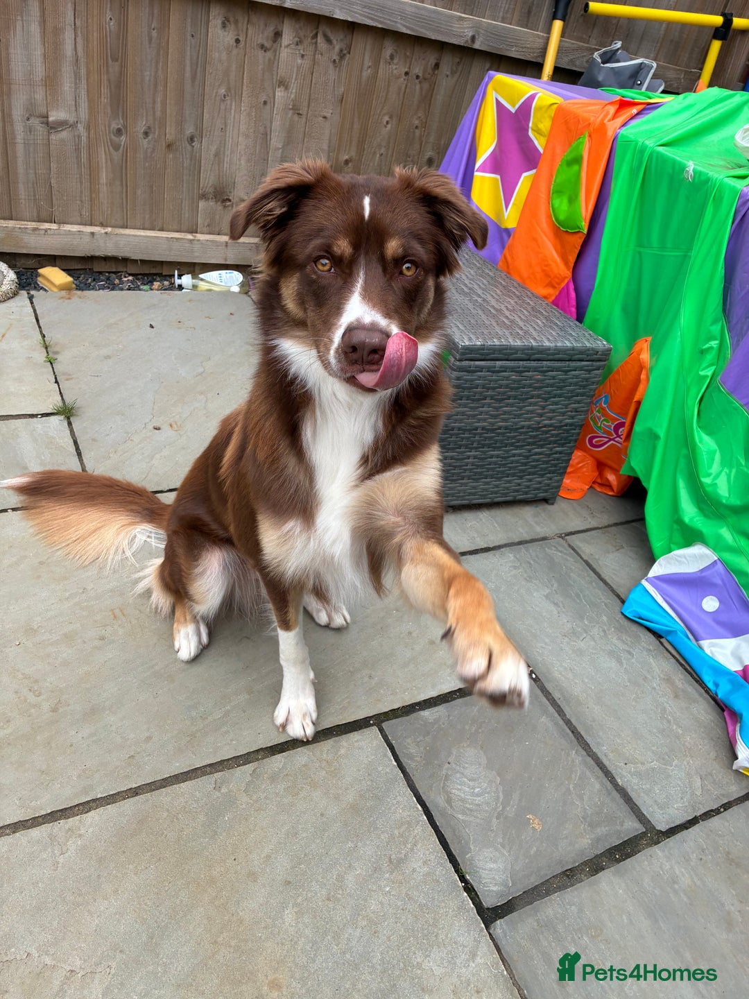 Borador dogs for sale: Labrador collie for sale  - Image 1