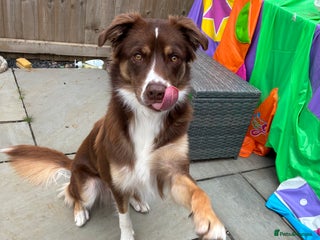 Borador dogs - Advert 3