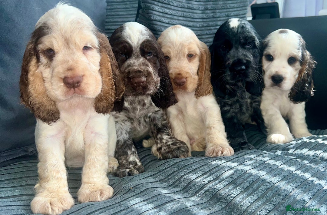 Cocker Spaniel dogs for sale: Kc registered Show cocker spaniels - Image 2