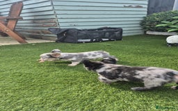French Bulldog dogs for sale: Fluffy french bulldogs +c2  - Image 17