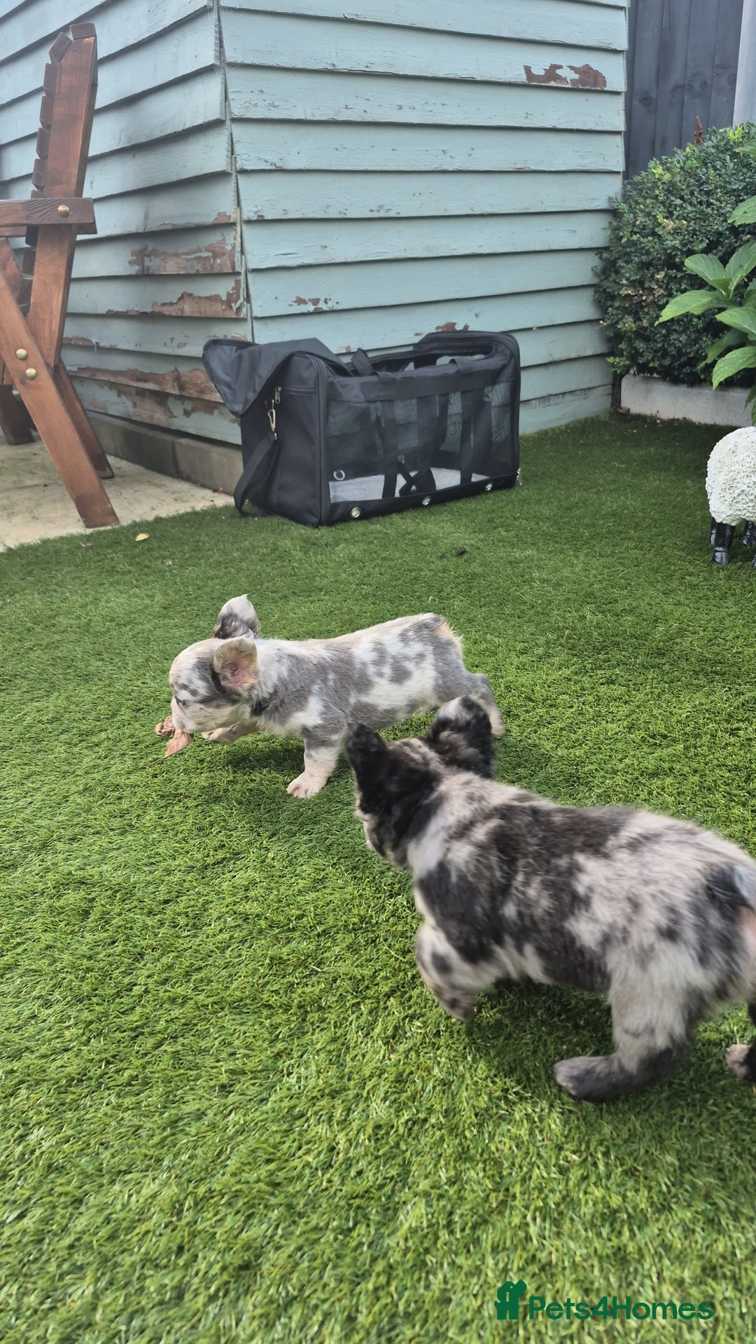 French Bulldog dogs for sale: Fluffy french bulldogs +c2  - Image 17
