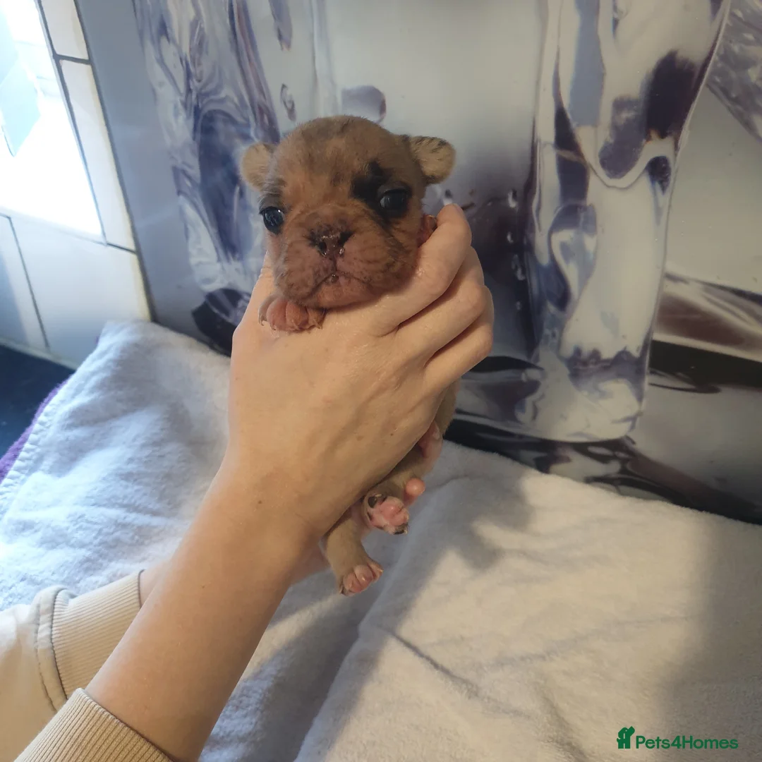 French Bulldog dogs for sale: 4French bulldog puppies 5weeks old kc registered  - Advert 21