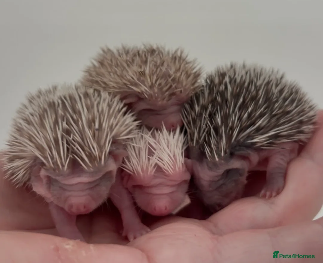 Pygmy Hedgehog rodents for sale: Girls Boys Ethically Bred African Pygmy Hedgehogs - Advert 17
