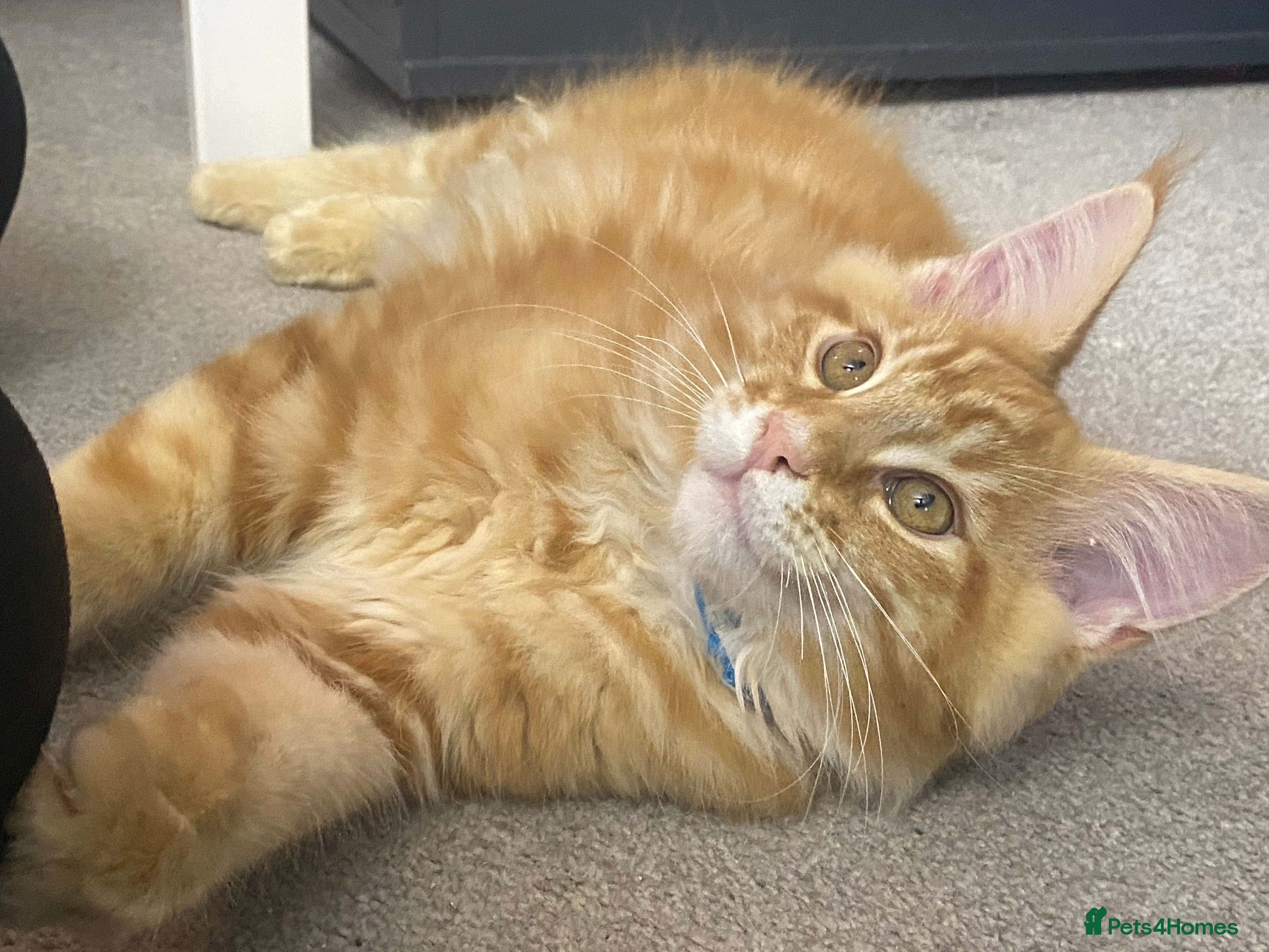 Maine Coon cats XL PEDIGREE MAINECOON KITTENS (KENT) - Advert 17