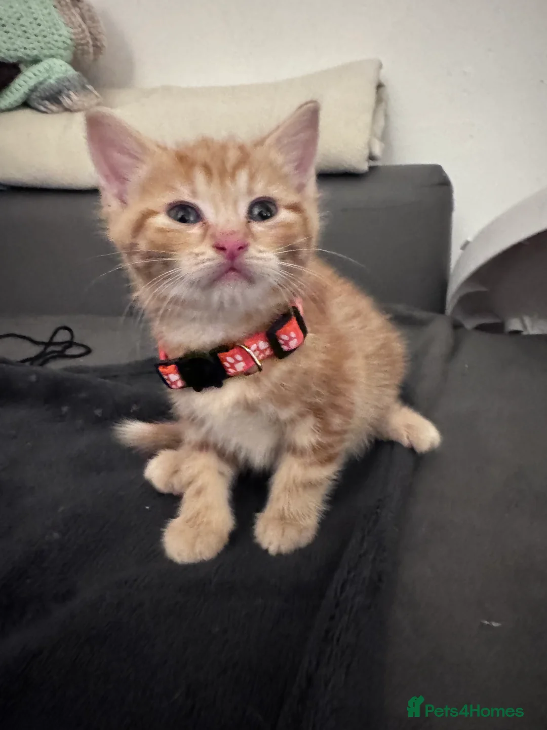 Mixed Breed cats for sale: Beautiful kittens looking for new home ❤️ - Advert 11