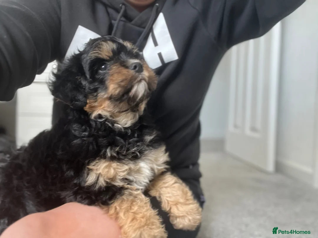Cavachon dogs for sale: Cavachon boy puppy - Advert 1