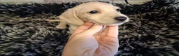Dachshund dogs for sale: Kc Dachshund puppies - Advert 5