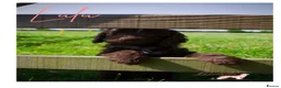 Cockapoo dogs for sale: Beautiful Health Tested F1 Cockapoo Puppies - Advert 23