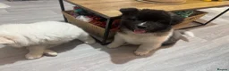 Akita dogs for sale: American akita  - Advert 3
