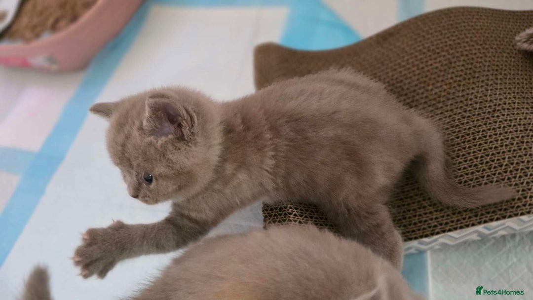 British Shorthair cats for sale: 4 British shorthair kittens in Bingley - Image 15
