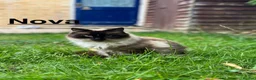 Mixed Breed cats for sale: 2 gorgeous sister, ragdoll mix - Advert 5