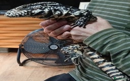 Lizard reptiles for sale: Black and white Argentine Tegu - Image 1
