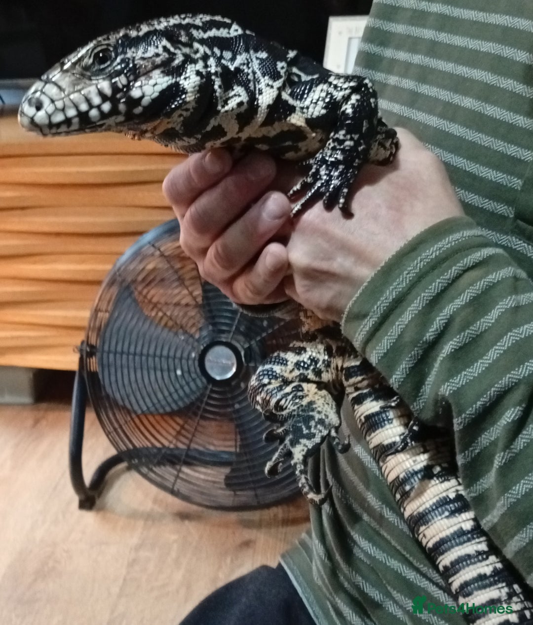 Lizard reptiles for sale: Black and white Argentine Tegu - Image 1