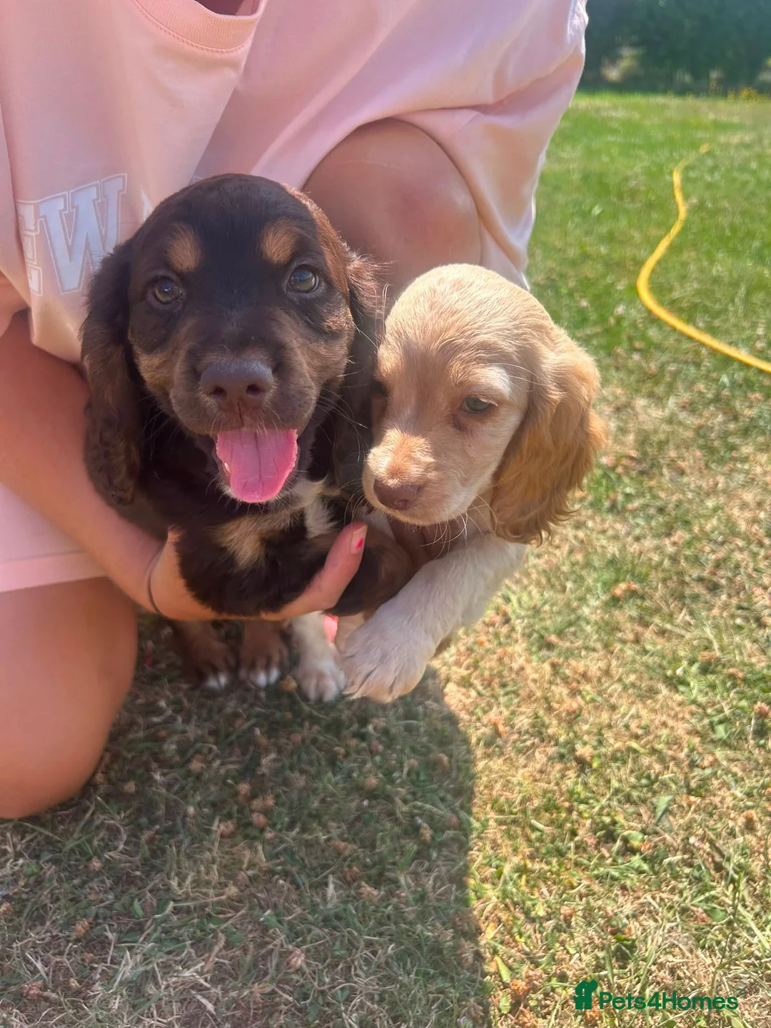 Cocker Spaniel dogs for sale: Cocker spaniel puppies  - Advert 1