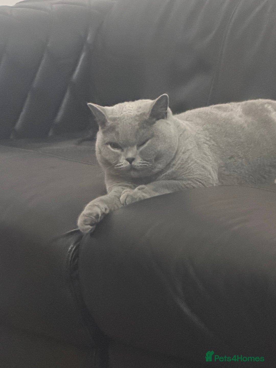 British Shorthair cats for sale: British shorthair male pedigree - Advert 4