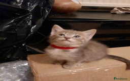 American Shorthair cats for sale: Adorable American shorthair kittens  - Image 3