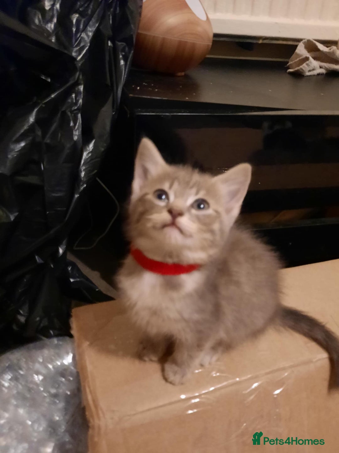 American Shorthair cats for sale: Adorable American shorthair kittens  - Image 3