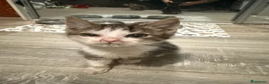 Kitten 2