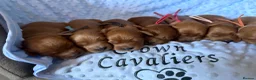 Cavapoo dogs for sale: F1 RED CAVAPOOS HEALTH TESTED KC PARENTS LICENSED  - Advert 21