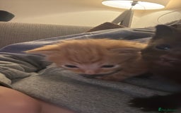 Domestic Shorthair cats for sale: Beautiful kittens looking for their forever home - Image 3