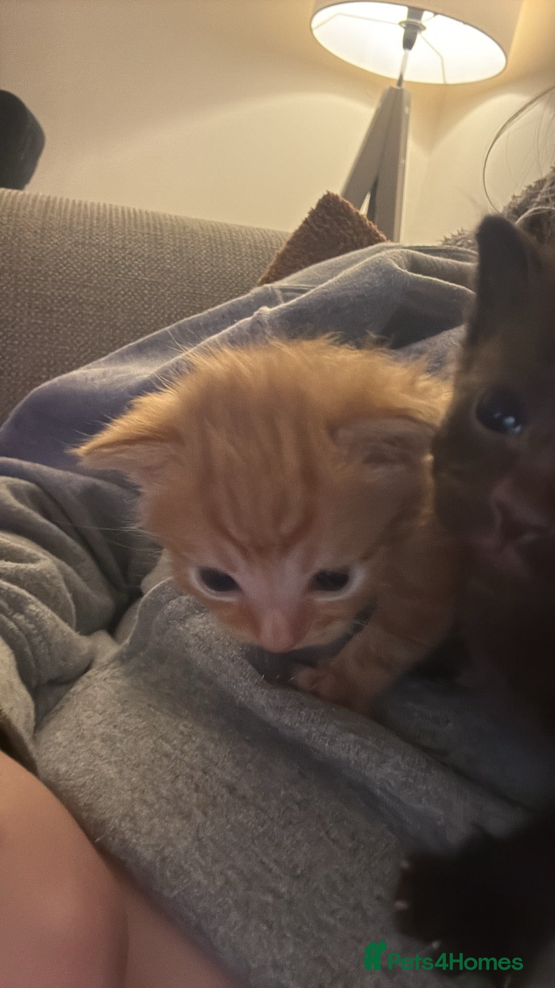 Domestic Shorthair cats for sale: Beautiful kittens looking for their forever home - Image 3