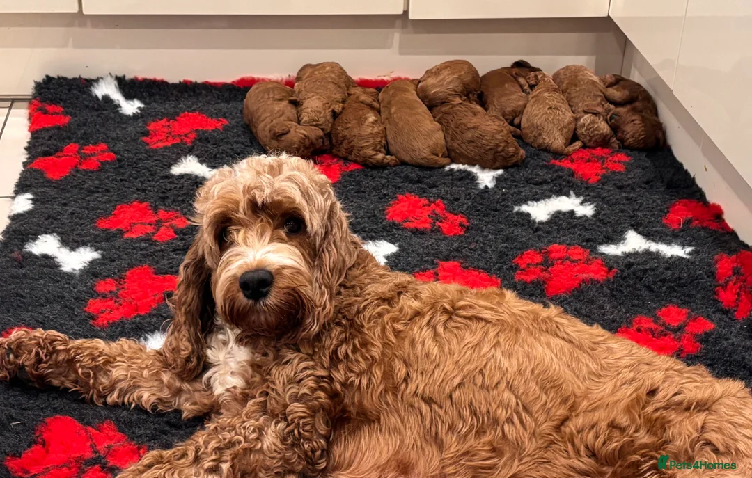 Cockapoo dogs for sale: Stunning F1B Cockapoos - Advert 17